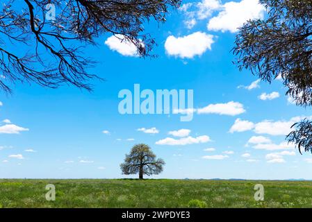 Lone Queensland arbre à bouteilles poussant dans un champ forestier défriché près de Theodore Queensland Australie Banque D'Images