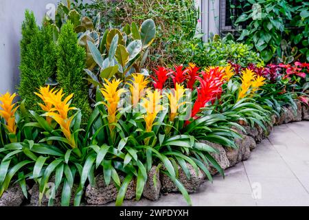 Bromelia plante multicolore avec des feuilles colorées. Champ de plantes plantées. Serre de nature tropicale, jardin botanique Banque D'Images