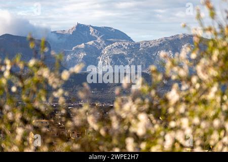 Chaîne de montagnes Serra de Tramuntana avec Puig Major sommet entouré d'amandiers en fleurs, Majorque, Majorque, Îles Baléares, Espagne, Europe Banque D'Images