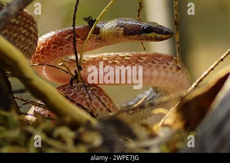 Ajmer, Inde. 06 mars 2024. Serpent loup commun (Lycodon capucinus) vu suspendu à un arbre dans un jardin à Ajmer, en Inde, le 6 mars 2024. Photo de ABACAPRESS.COM crédit : Abaca Press/Alamy Live News Banque D'Images