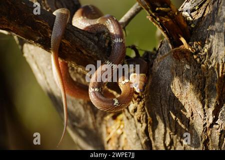 Ajmer, Inde. 06 mars 2024. Serpent loup commun (Lycodon capucinus) vu suspendu à un arbre dans un jardin à Ajmer, en Inde, le 6 mars 2024. Photo de ABACAPRESS.COM crédit : Abaca Press/Alamy Live News Banque D'Images