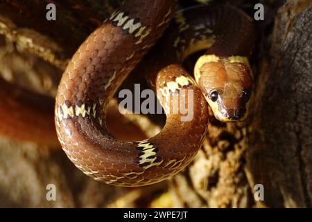 Ajmer, Inde. 06 mars 2024. Serpent loup commun (Lycodon capucinus) vu suspendu à un arbre dans un jardin à Ajmer, en Inde, le 6 mars 2024. Photo de ABACAPRESS.COM crédit : Abaca Press/Alamy Live News Banque D'Images