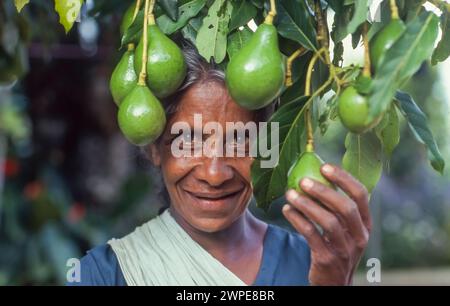 Sri Lanka, région de Minipe ; une femme travaille dans une plantation d'avocats. Banque D'Images