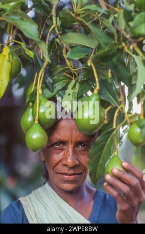 Sri Lanka, région de Minipe ; une femme travaille dans une plantation d'avocats. Banque D'Images