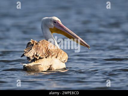 Beeskow, Allemagne. 07 mars 2024. Un pélican, probablement un pélican rose (Pelecanus onocrotalus), nage sur la rivière Spree dans l'est du Brandebourg. Le journal Märkische Oderzeitung avait précédemment rapporté l'observation de l'invité inhabituel. Crédit : Patrick Pleul/dpa/Alamy Live News Banque D'Images