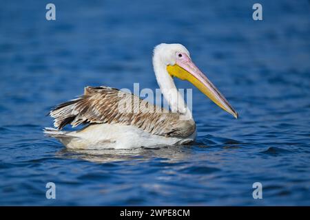 Beeskow, Allemagne. 07 mars 2024. Un pélican, probablement un pélican rose (Pelecanus onocrotalus), nage sur la rivière Spree dans l'est du Brandebourg. Le journal Märkische Oderzeitung avait précédemment rapporté l'observation de l'invité inhabituel. Crédit : Patrick Pleul/dpa/Alamy Live News Banque D'Images