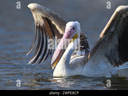 Beeskow, Allemagne. 07 mars 2024. Un pélican, probablement un pélican rose (Pelecanus onocrotalus), nage sur la rivière Spree dans l'est du Brandebourg. Le journal Märkische Oderzeitung avait précédemment rapporté l'observation de l'invité inhabituel. Crédit : Patrick Pleul/dpa/Alamy Live News Banque D'Images