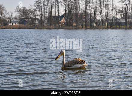 Beeskow, Allemagne. 07 mars 2024. Un pélican, probablement un pélican rose (Pelecanus onocrotalus), nage sur la rivière Spree dans l'est du Brandebourg. Le journal Märkische Oderzeitung avait précédemment rapporté l'observation de l'invité inhabituel. Crédit : Patrick Pleul/dpa/Alamy Live News Banque D'Images