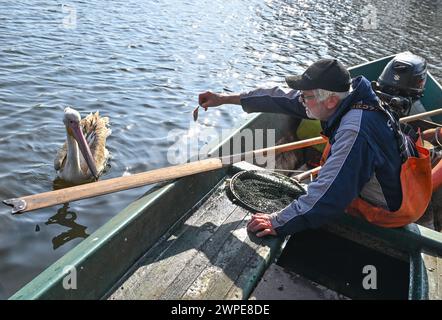 Beeskow, Allemagne. 07 mars 2024. Heinz Kraemer, retraité et pêcheur, nourrit un pélican, probablement un pélican rose (Pelecanus onocrotalus), sur la rivière Spree dans le Brandebourg oriental. Le journal Märkische Oderzeitung avait précédemment rapporté l'observation de l'invité inhabituel. Mercredi, l'animal au long bec caractéristique a nagé devant la maison du pêcheur. Crédit : Patrick Pleul/dpa/Alamy Live News Banque D'Images