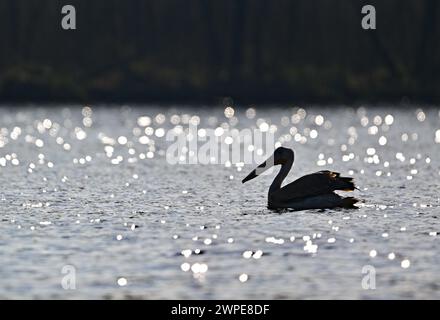 Beeskow, Allemagne. 07 mars 2024. Un pélican, probablement un pélican rose (Pelecanus onocrotalus), nage sur la rivière Spree dans l'est du Brandebourg. Le journal Märkische Oderzeitung avait précédemment rapporté l'observation de l'invité inhabituel. Crédit : Patrick Pleul/dpa/Alamy Live News Banque D'Images