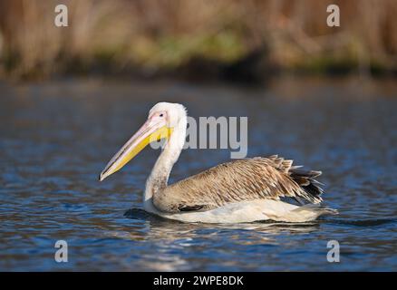 Beeskow, Allemagne. 07 mars 2024. Un pélican, probablement un pélican rose (Pelecanus onocrotalus), nage sur la rivière Spree dans l'est du Brandebourg. Le journal Märkische Oderzeitung avait précédemment rapporté l'observation de l'invité inhabituel. Crédit : Patrick Pleul/dpa/Alamy Live News Banque D'Images