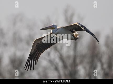 Beeskow, Allemagne. 07 mars 2024. Un pélican, probablement un pélican rose (Pelecanus onocrotalus), survole la rivière Spree dans l'est du Brandebourg. Le journal Märkische Oderzeitung avait précédemment rapporté l'observation de l'invité inhabituel. Crédit : Patrick Pleul/dpa/Alamy Live News Banque D'Images