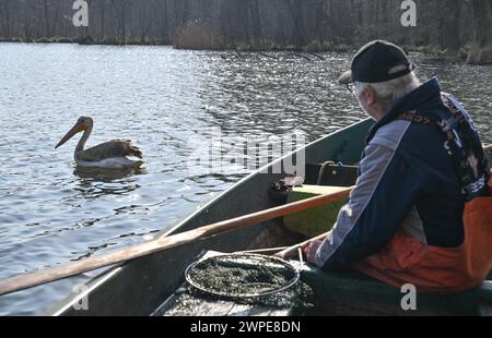 Beeskow, Allemagne. 07 mars 2024. Heinz Kraemer, retraité et pêcheur, nourrit un pélican, probablement un pélican rose (Pelecanus onocrotalus), sur la rivière Spree dans le Brandebourg oriental. Le journal Märkische Oderzeitung avait précédemment rapporté l'observation de l'invité inhabituel. Mercredi, l'animal au long bec caractéristique a nagé devant la maison du pêcheur. Crédit : Patrick Pleul/dpa/Alamy Live News Banque D'Images