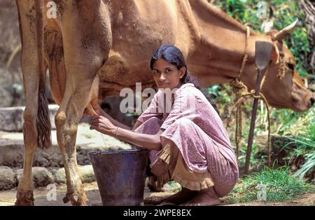 Sri Lanka, région de Minipe ; une femme traite une vache. Banque D'Images