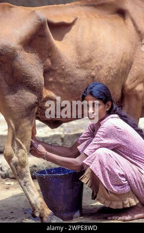 Sri Lanka, région de Minipe ; une femme traite une vache. Banque D'Images