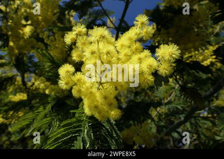 Fleurs de mimosa jaunes. Acacia dealbata. Banque D'Images