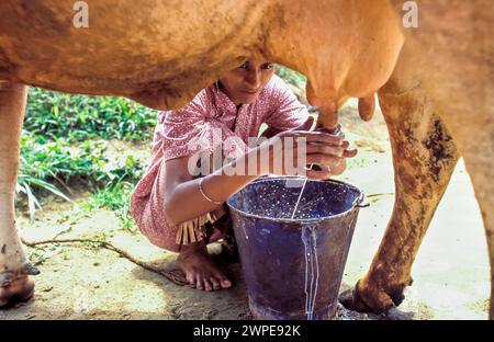 Sri Lanka, région de Minipe ; une femme traite une vache. Banque D'Images