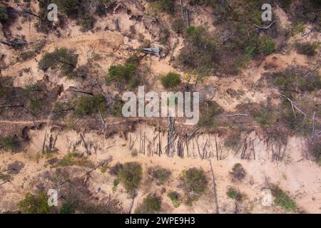 Les courtes longueurs de bois en velours côtelé original coupées pour former une base pour Cobb & Co Stage Coach voyageant de Surat à Yuleba Queensland Australie Banque D'Images