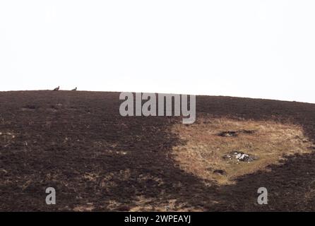 Une paire de Golden Eagle ; Aquila chrysaetos sur Islay, Écosse, Royaume-Uni. Banque D'Images