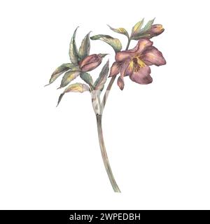 Fleur de printemps aquarelle, une branche d'hellebore Bourgogne sur un fond blanc. Une illustration botanique dessinée à la main. Rose d'hiver, rose de Noël. Temp Banque D'Images