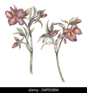 Fleur de printemps aquarelle, une branche d'hellebore Bourgogne sur un fond blanc. Une illustration botanique dessinée à la main. Rose d'hiver, rose de Noël. Temp Banque D'Images