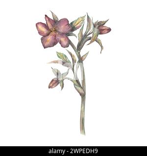 Fleur de printemps aquarelle, une branche d'hellebore Bourgogne sur un fond blanc. Une illustration botanique dessinée à la main. Rose d'hiver, rose de Noël. Temp Banque D'Images
