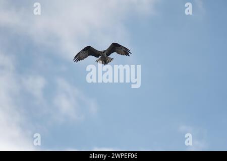 Osprey volant haut au-dessus de la tête battant ses ailes planantes tout en chassant le poisson Banque D'Images