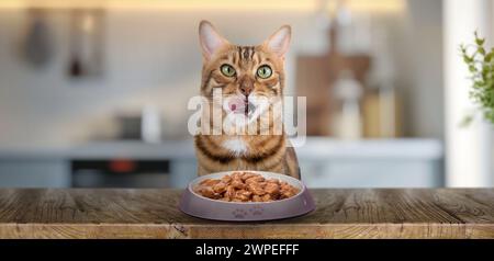 Chat domestique mange de la nourriture humide chat à la table. Banque D'Images