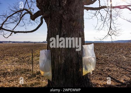 Sacs en plastique utilisés pour recueillir la sève d'érable à sucre dans une ferme amish dans le comté de Mecosta, Michigan, États-Unis Banque D'Images