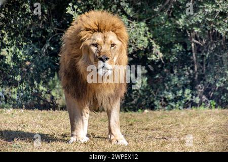 un lion, devant, gros plan Banque D'Images