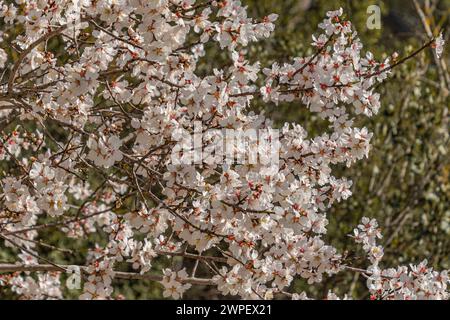 branches d'amandiers en fleurs, gros plan. Banque D'Images