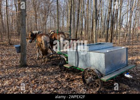 Wagon tiré par des chevaux avec réservoir utilisé pour collecter la sève d'érable dans une ferme amish dans le comté de Mecosta, Michigan, États-Unis Banque D'Images