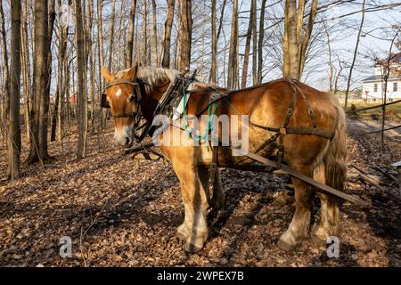 Wagon tiré par des chevaux avec réservoir utilisé pour collecter la sève d'érable dans une ferme amish dans le comté de Mecosta, Michigan, États-Unis Banque D'Images