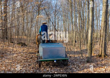 Wagon tiré par des chevaux avec réservoir utilisé pour collecter la sève d'érable dans une ferme amish dans le comté de Mecosta, Michigan, États-Unis Banque D'Images