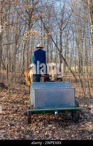 Wagon tiré par des chevaux avec réservoir utilisé pour collecter la sève d'érable dans une ferme amish dans le comté de Mecosta, Michigan, États-Unis Banque D'Images