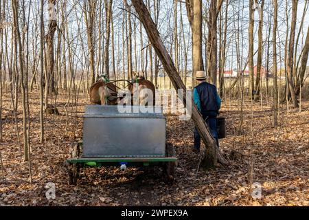 Wagon tiré par des chevaux avec réservoir utilisé pour collecter la sève d'érable dans une ferme amish dans le comté de Mecosta, Michigan, États-Unis Banque D'Images