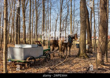 Wagon tiré par des chevaux avec réservoir utilisé pour collecter la sève d'érable dans une ferme amish dans le comté de Mecosta, Michigan, États-Unis Banque D'Images