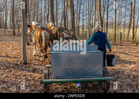 Jeune homme conduisant un wagon tiré par des chevaux avec réservoir utilisé pour collecter la sève d'érable dans une ferme amish dans le comté de Mecosta, Michigan, États-Unis [pas de communiqué de modèle ; éditorial Banque D'Images