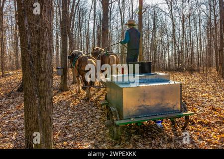 Jeune homme conduisant un wagon tiré par des chevaux avec réservoir utilisé pour collecter la sève d'érable dans une ferme amish dans le comté de Mecosta, Michigan, États-Unis [pas de communiqué de modèle ; éditorial Banque D'Images