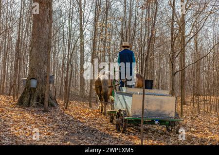 Jeune homme conduisant un wagon tiré par des chevaux avec réservoir utilisé pour collecter la sève d'érable dans une ferme amish dans le comté de Mecosta, Michigan, États-Unis [pas de communiqué de modèle ; éditorial Banque D'Images