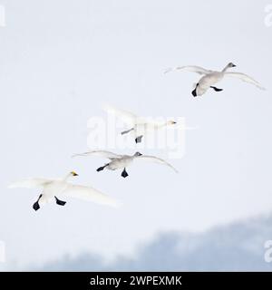 entrant... Cygnes de Bewick ( Cygnus bewickii ), petits cygnes ; cygnes de toundra en vol, famille entière, couple avec deux jeunes oiseaux volant, w Banque D'Images