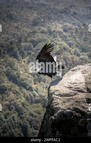 Condor volant à Cauca, Colombie Banque D'Images