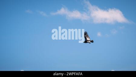 Condor volant à Cauca, Colombie Banque D'Images