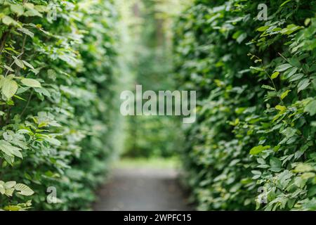 Tunnel vert vif fabriqué à partir de plantes luxuriantes de feuillage. Sentier ou passerelle entre les feuilles naturelles fraîches. Ruelle au parc. Summertime. Contexte de la nature. Banque D'Images