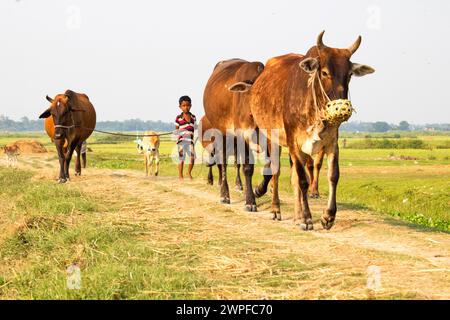 6 juillet 2023, Nabinagar, mode de vie quotidien des gens de rue du bangladesh, scène rurale avec des vaches dans Brahmanbaria, Bangladesh Banque D'Images