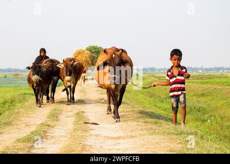 6 juillet 2023, Nabinagar, mode de vie quotidien des gens de rue du bangladesh, scène rurale avec des vaches dans Brahmanbaria, Bangladesh Banque D'Images