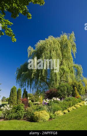 Spiraea japonica 'Gold Flame' - arbustes Spirea, paeonia rose - fleurs de pivoine et Salix alba pendula - saule pleureur dans la frontière dans le jardin arrière. Banque D'Images