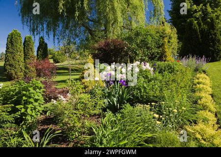 Spiraea japonica 'Gold Flame' - arbustes de Spirea, paeonia rose - pivoine, jaune Achillea millefolium - fleurs de Yarrow, Salix alba pendula - saule pleureur. Banque D'Images