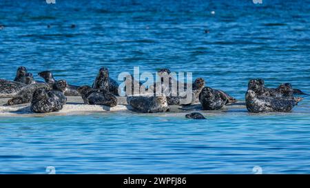 Des phoques communs (Phoca vitulina) ont été tirés sur les îlots de phoques près du parc marin de Sandy Island, dans la mer des Salish Banque D'Images