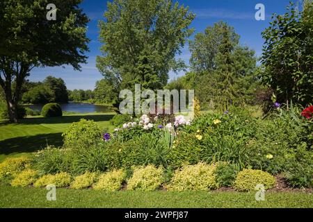 Spiraea japonica 'Gold Flame' - arbustes de Spirea, rose Paeonia - pivoine, Achillea millefolium - fleurs de Yarrow en bordure dans le jardin de l'arrière-cour à la fin du printemps. Banque D'Images